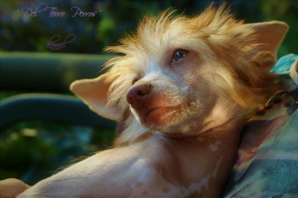 Del Terro Perros Eva Goldman