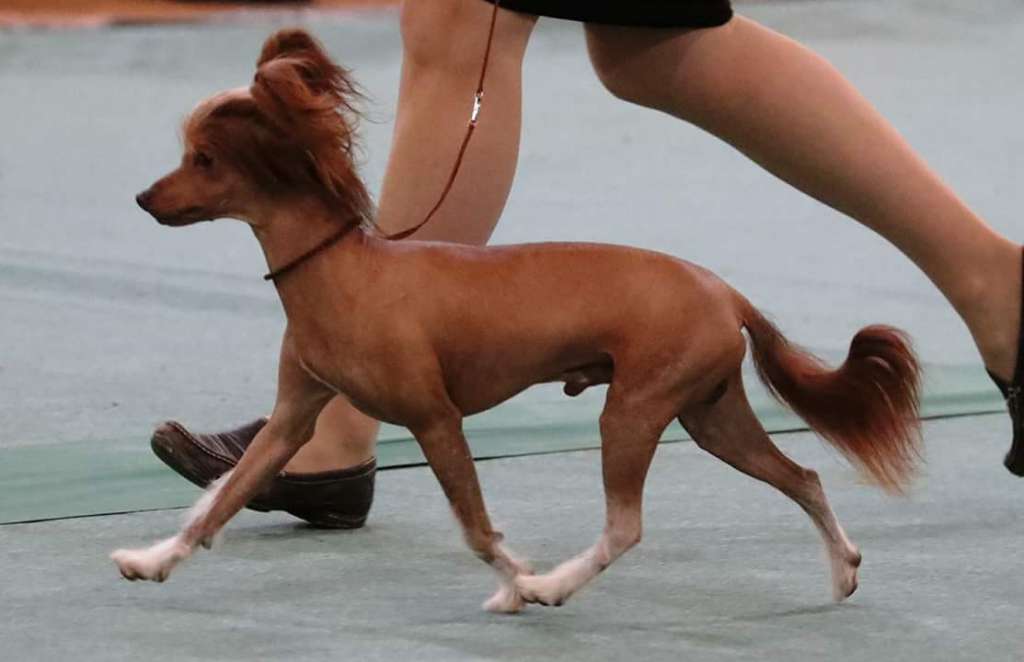 Palmetto's Hotline Bling