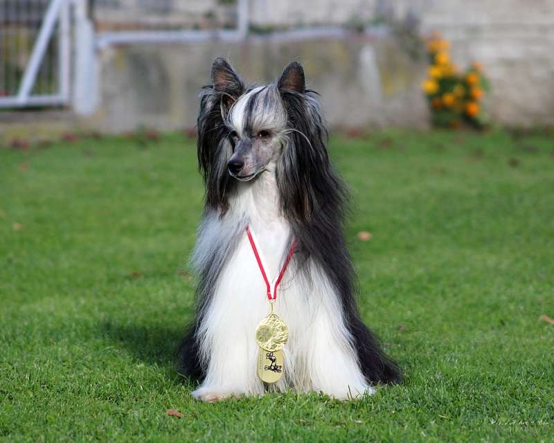 CH.PL., JCH.PL. Roth Prince of Broken Hearts Passi