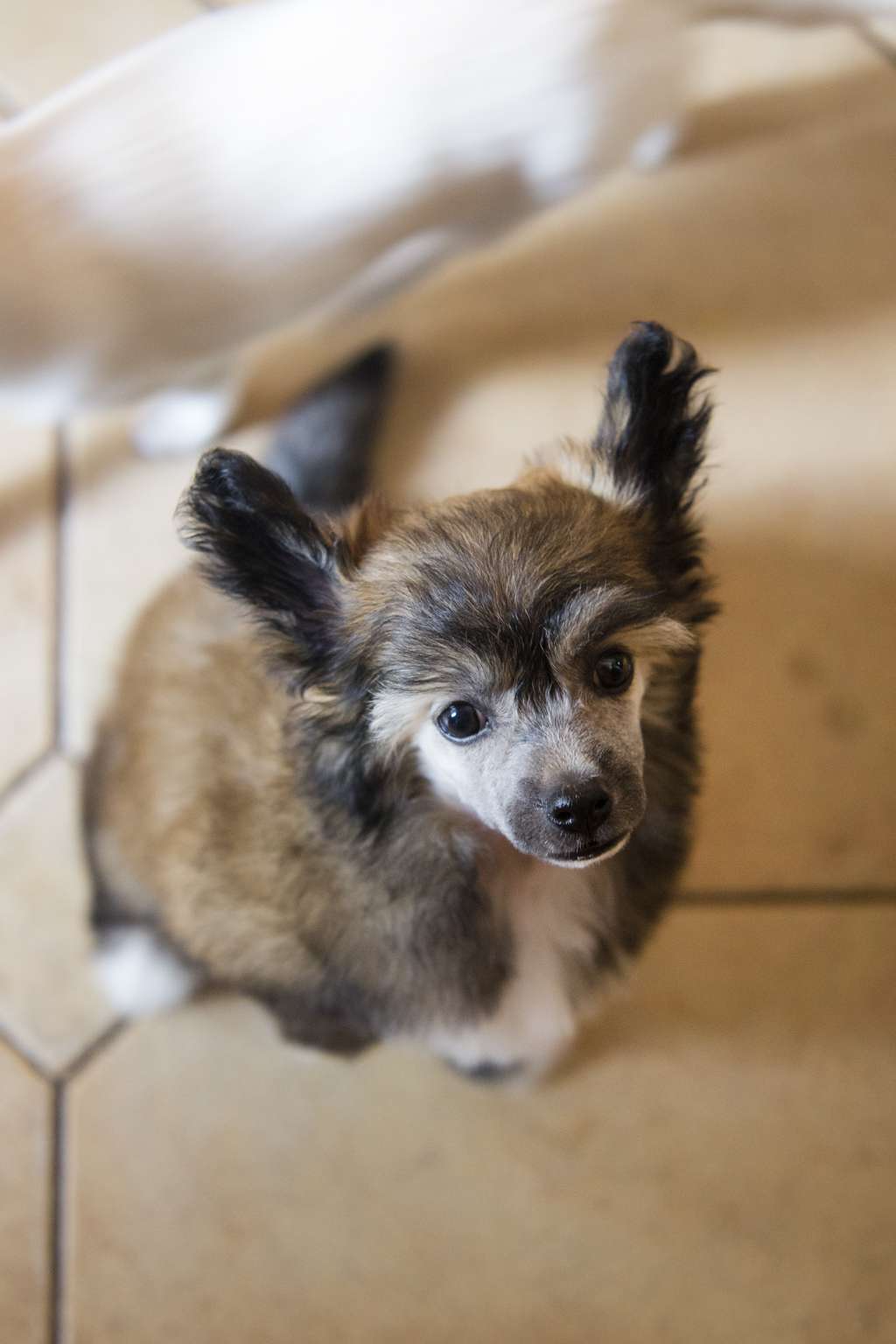 Streaptill Dirty Harry