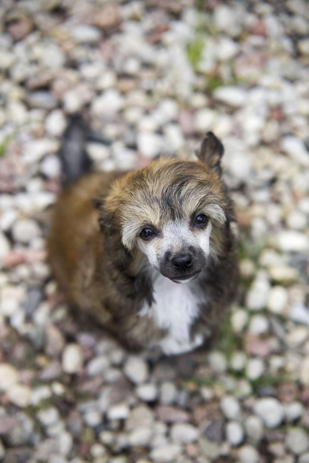 Streaptill Dusty Rose