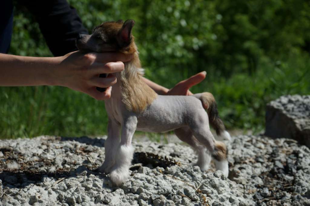 Sky Miracle Edith Piaf