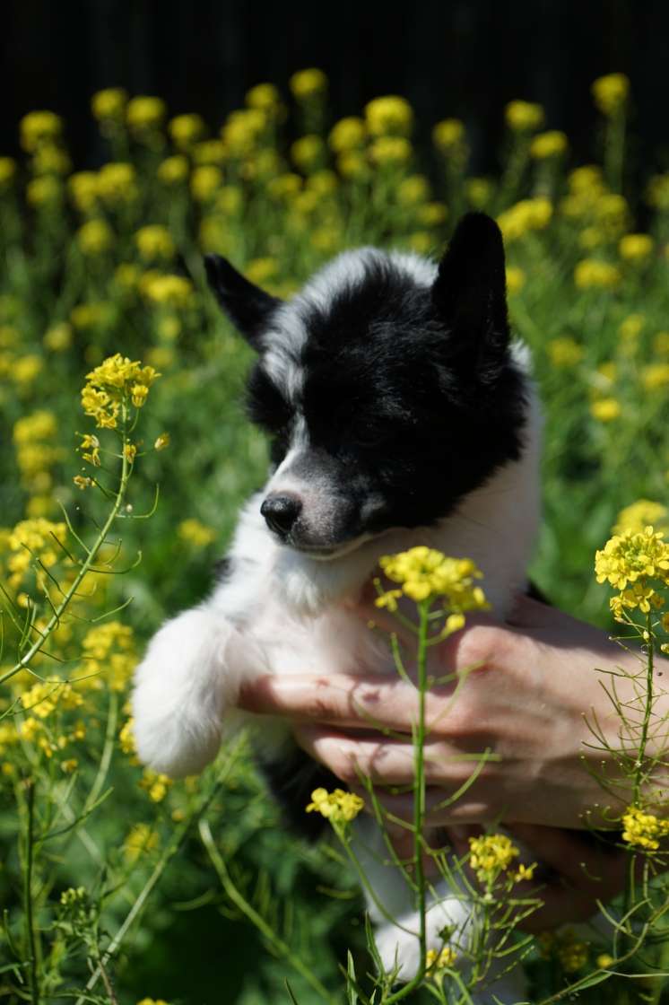 Sky Miracle Elizabeth Arden