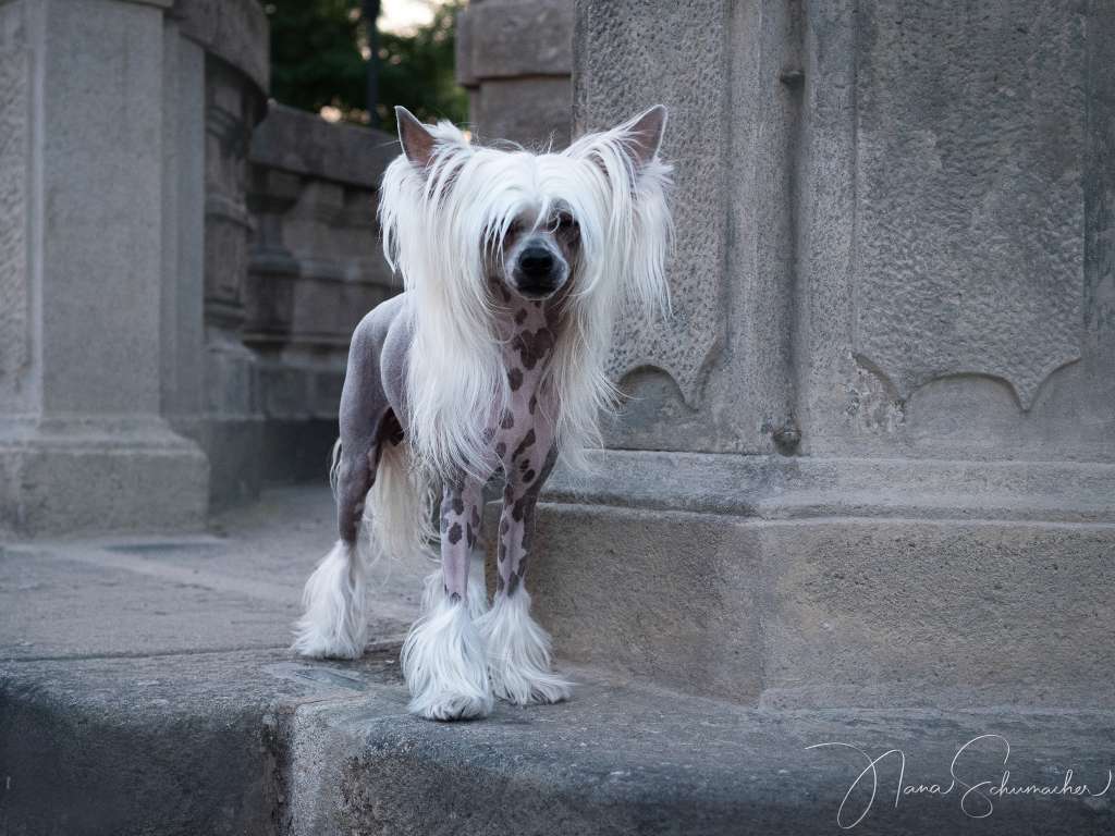 Astoria My Love Paslaptingas Zvilgsnis