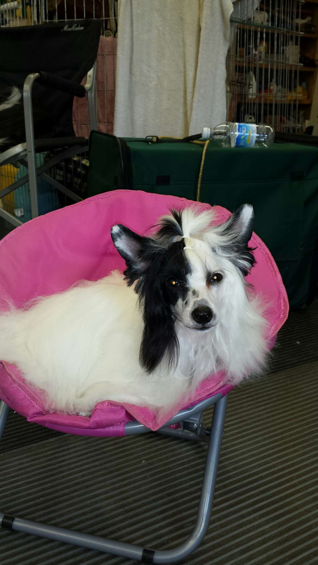 Pixietail Charmed I'm sure