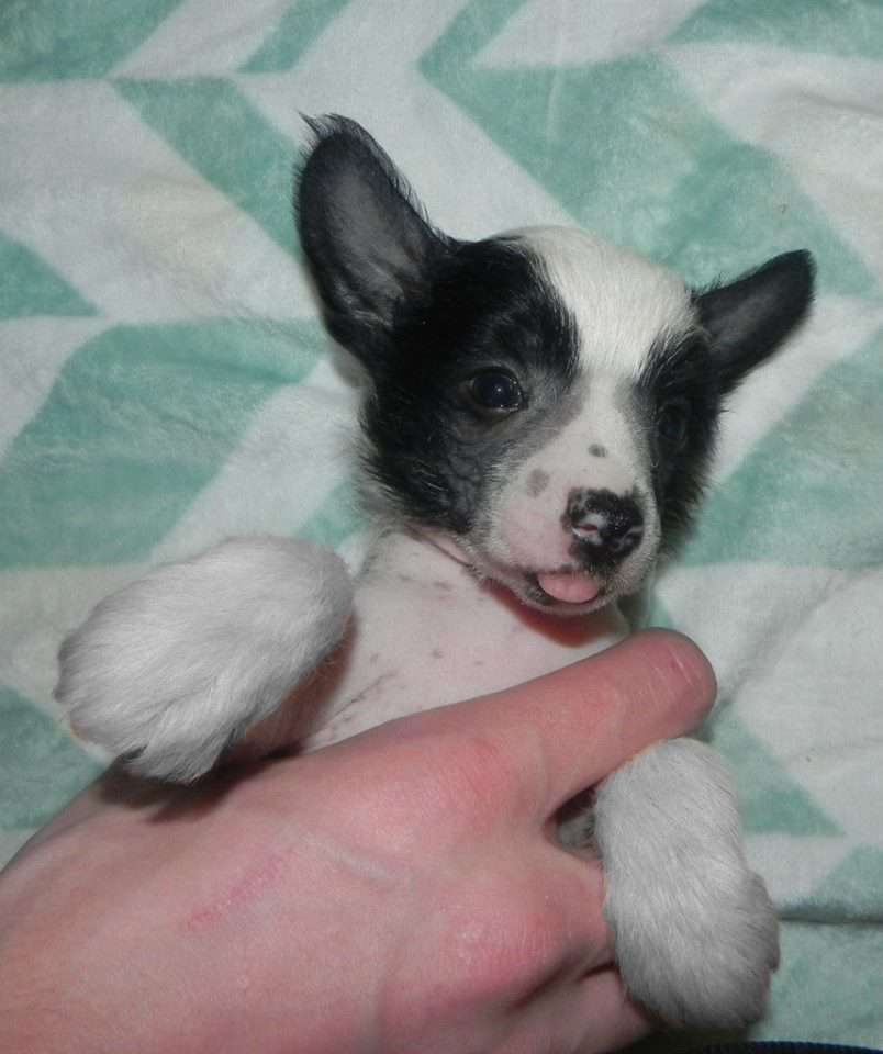 Sariolo Revda Cynosure