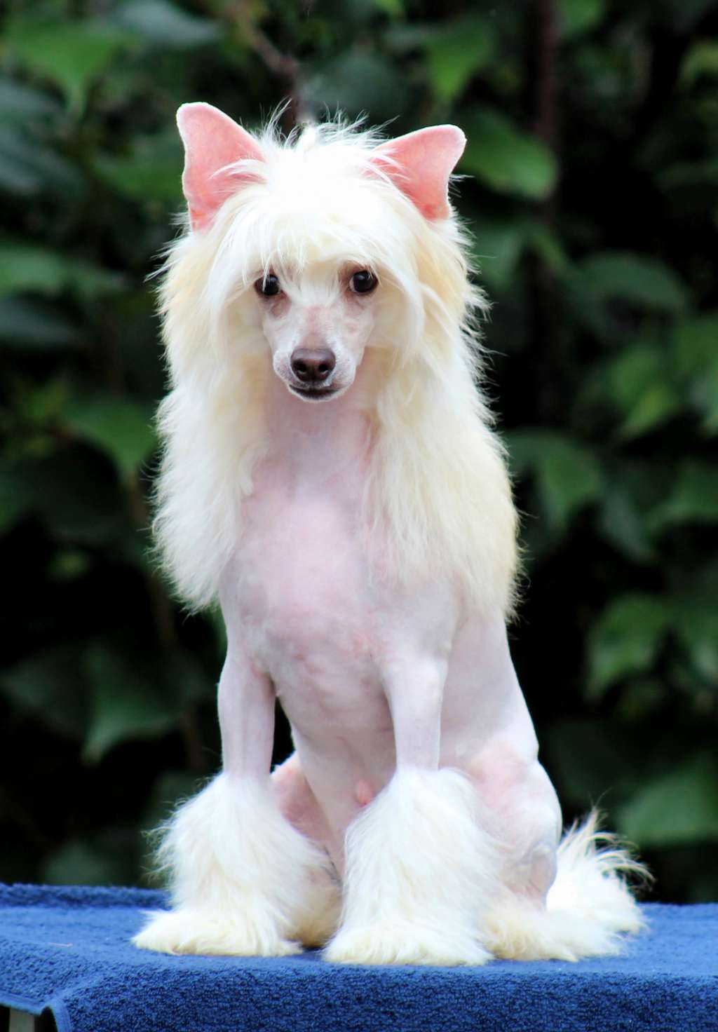 Angello Golden Boy (Cantarell)