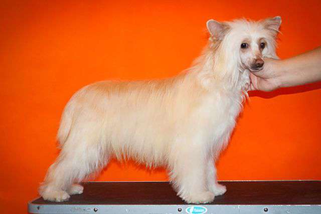 Status Imperial Ula Antique Gold