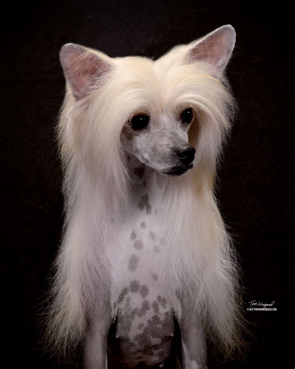 Abie Day Dream (Cantarell)