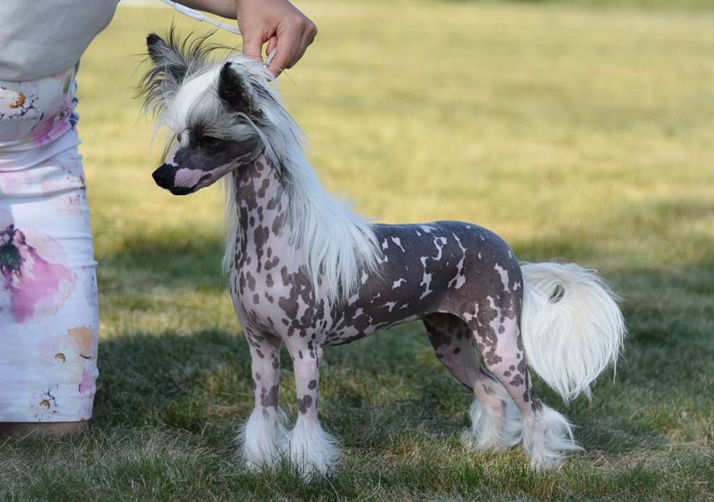 Jean Dark Happy Song