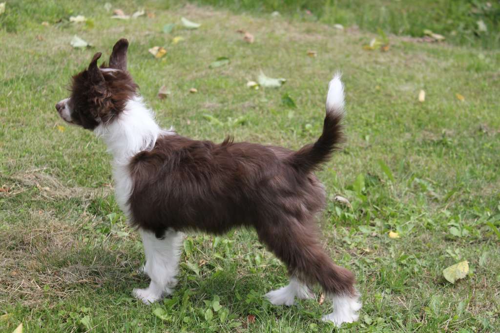 Del Terro Perros Evita