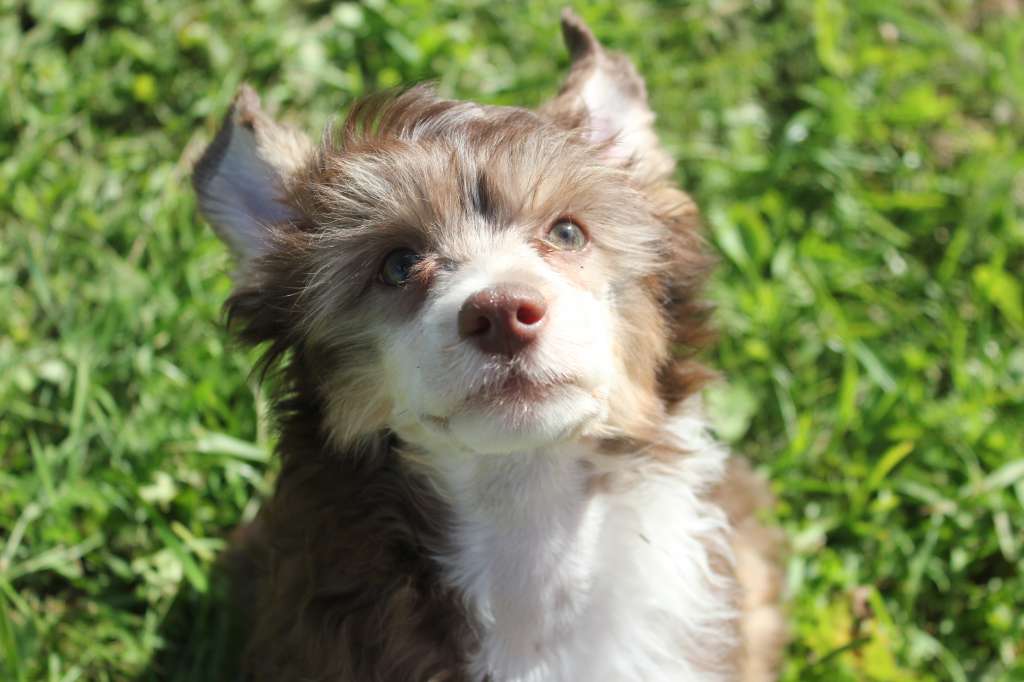 Del Terro Perros Es Eden Lais