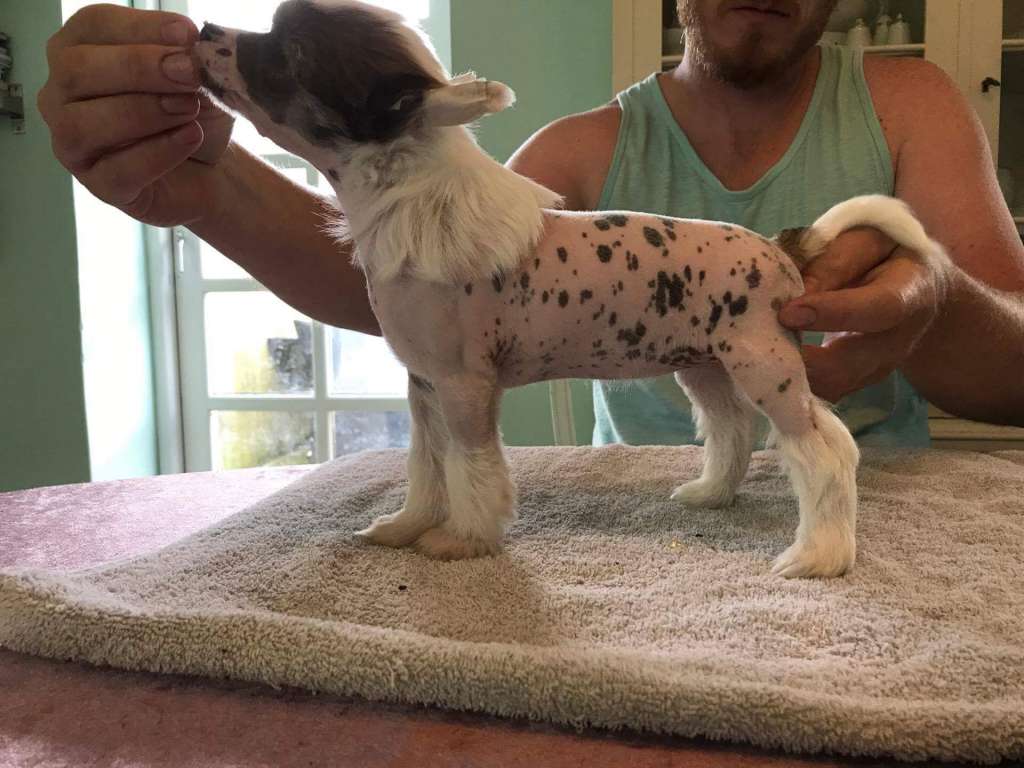 Crest'd Label Foxy Tassel's