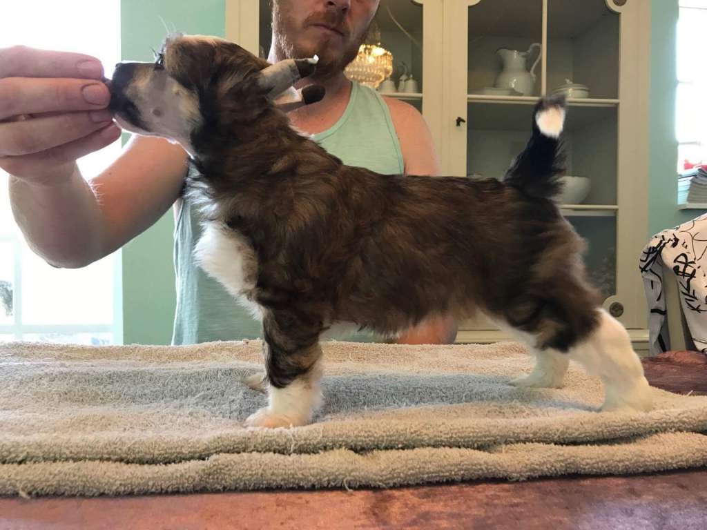 Crest'd Label Girl With A'Twirl