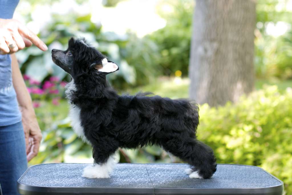 Charisma Dark and Darling