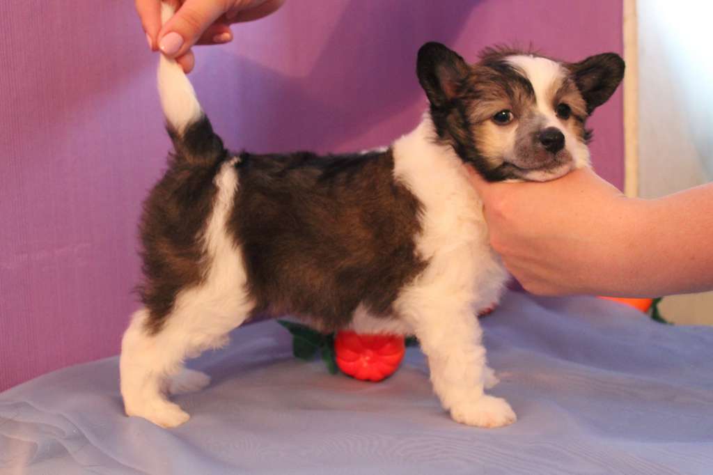 Iskra Plameni Pobedi