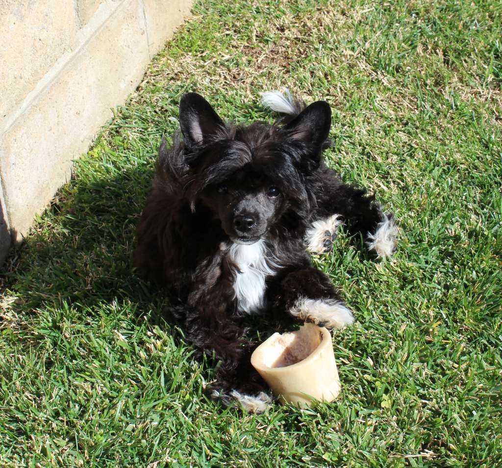 Zokasan Dancing On The Edge