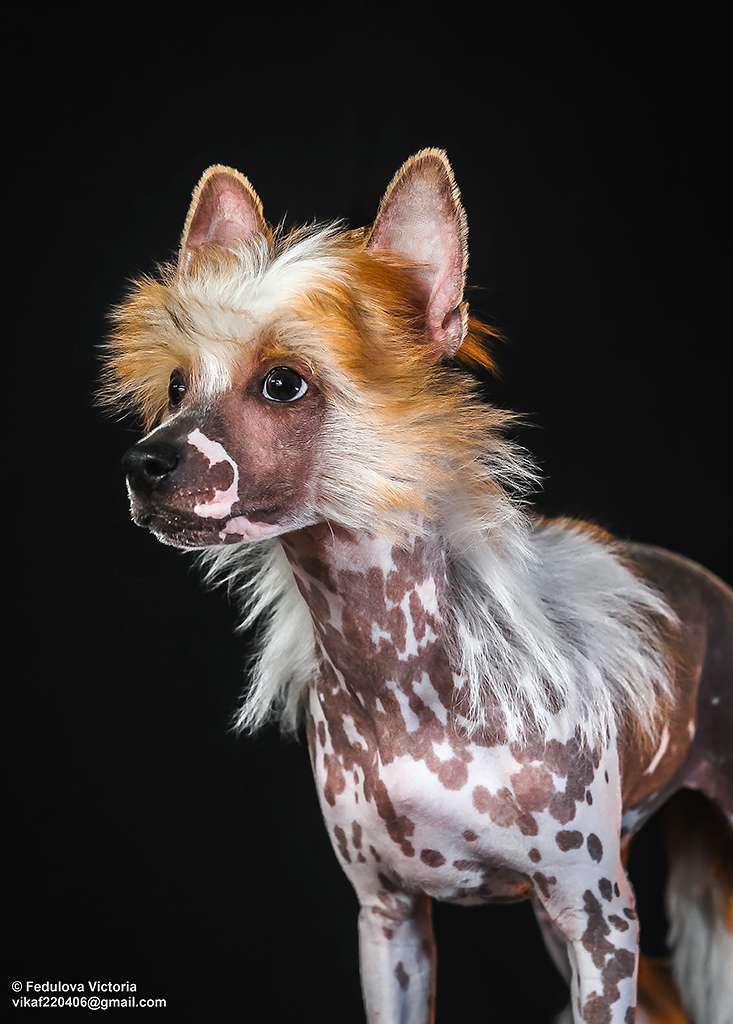 Laisan Island Arantar