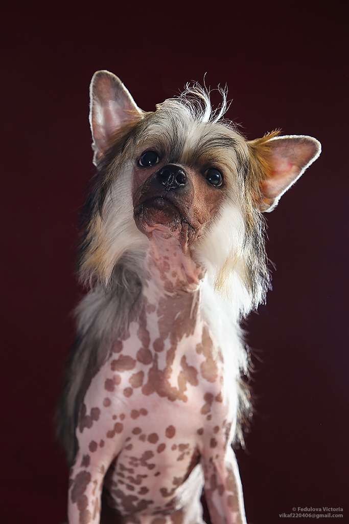 Laisan Island Ancalagon