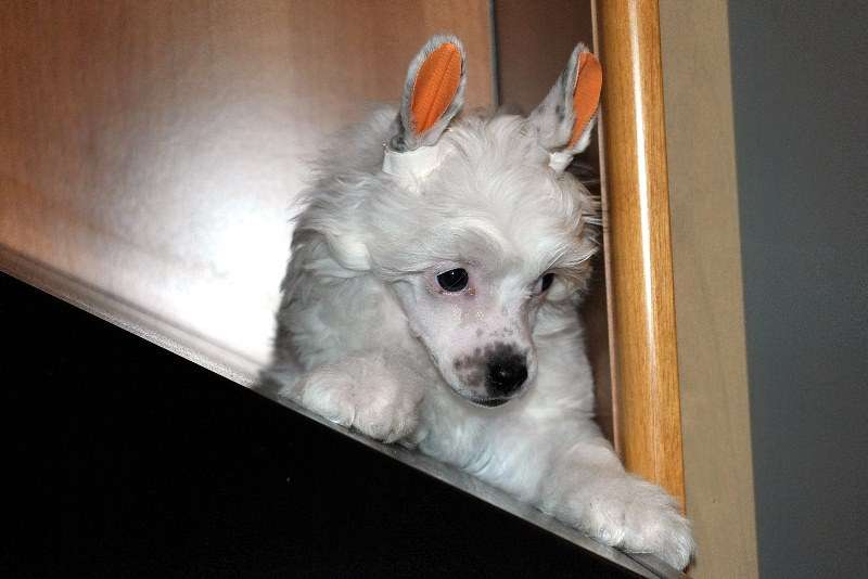 Ksolo Club Shira-Yuky