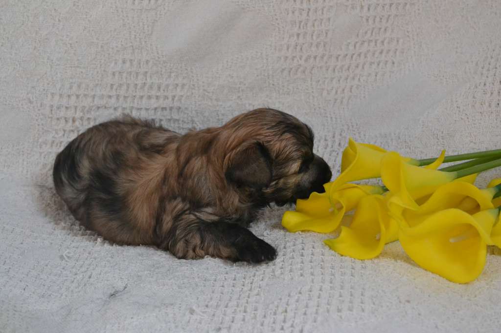 Nacao De L'Orée des Rêves