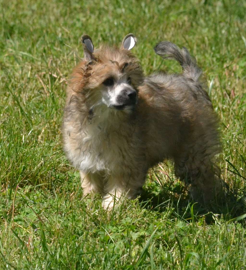 Nordic Summer de L'Orée des Rêves