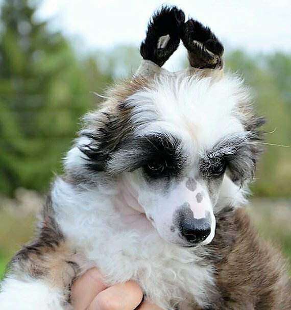 Deamor's Enchanting Cullinan