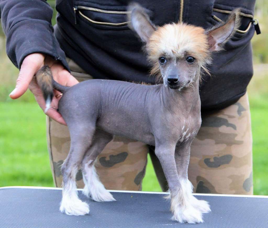 Deamor's Exclusive Orange