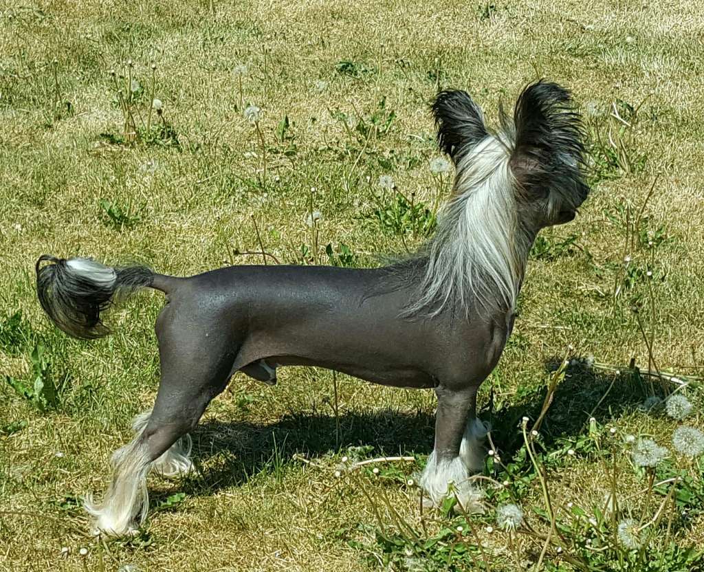 Deamor's Entertainer Graff Pink