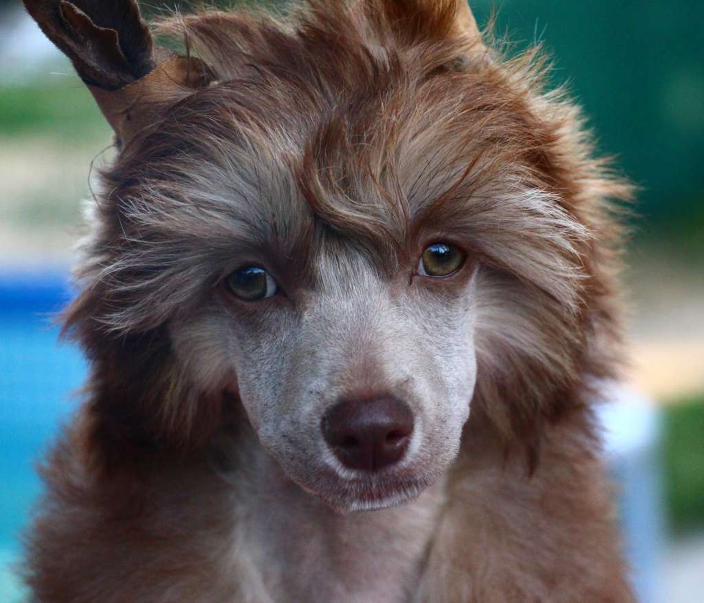 So-soft J'adore Chicavallo Style