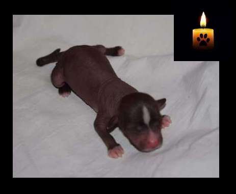 So-soft Jamais Oublié