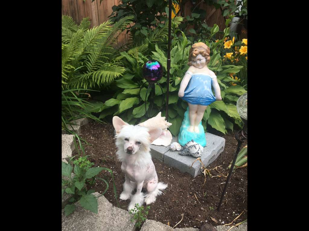 Colliwood's I know who I am