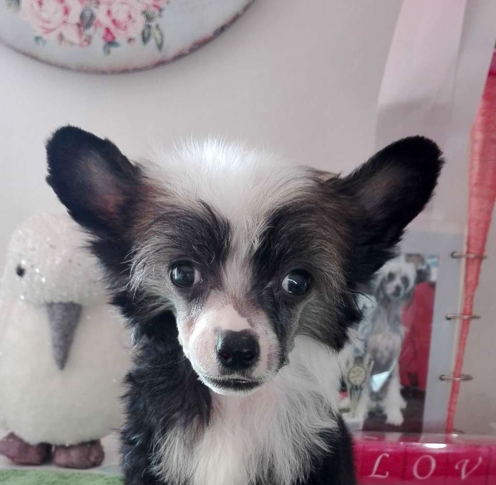 Fundoklia-völgyi Kaszanics Imperial