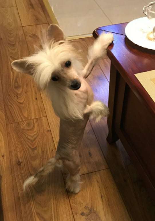 Fundoklia-völgyi Kaszanics Jade