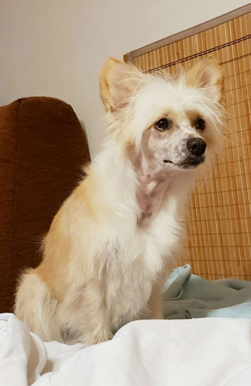 Bella la Mia  Mikeilon