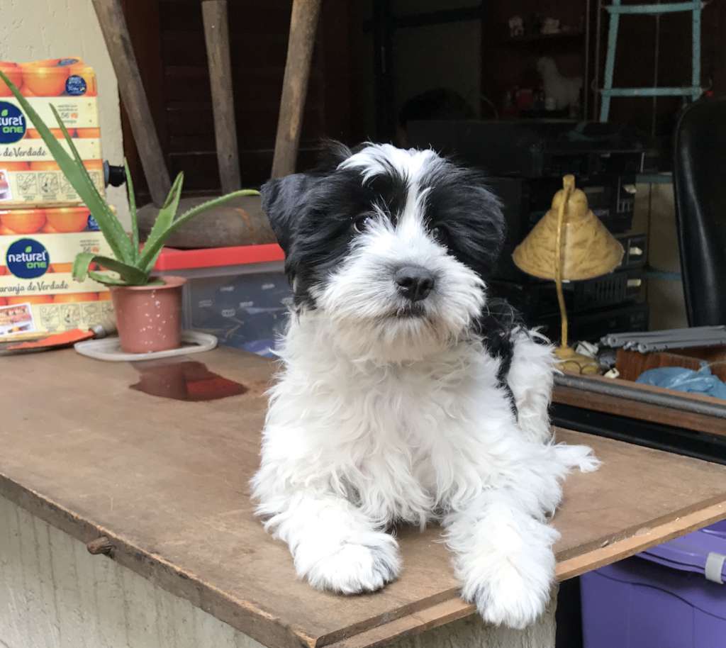 Pequin Mirrage Ozymandias