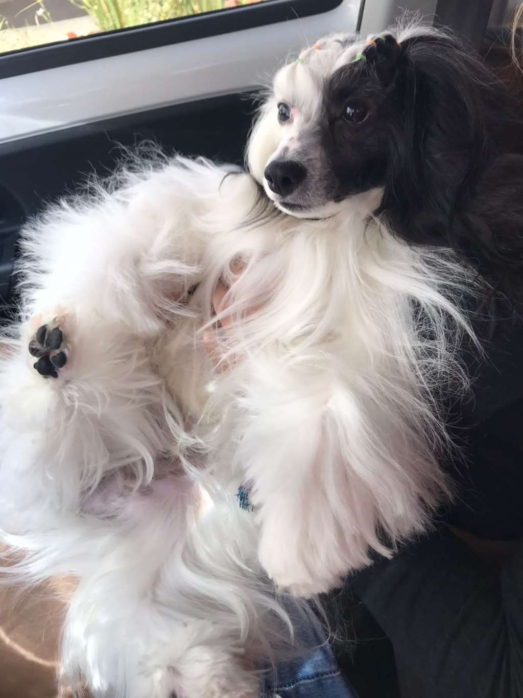 Pequin Mirrage Oracle