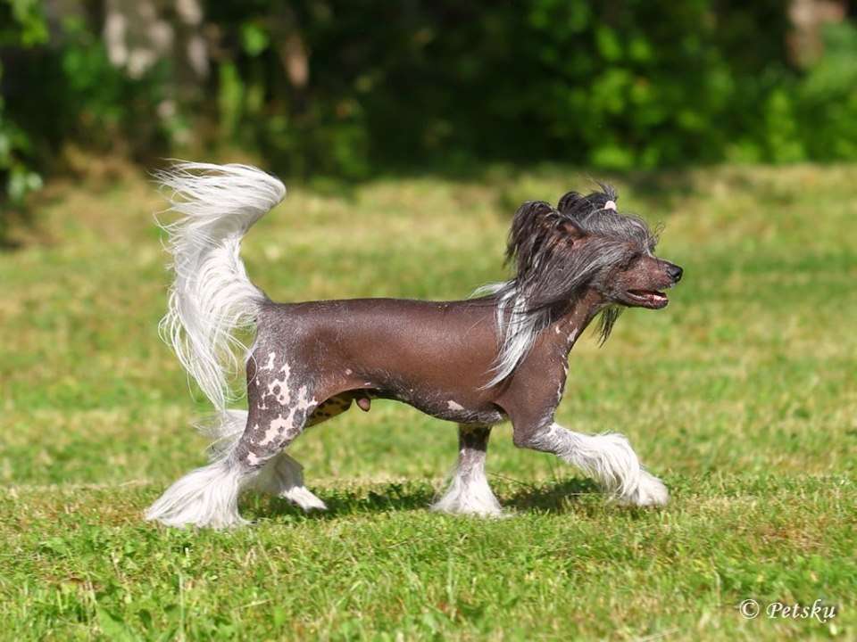 Zodellin Hard As A Rock