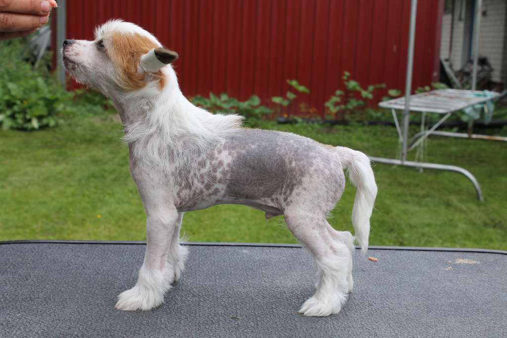 Hyymittären Aikamoinen Armageddon