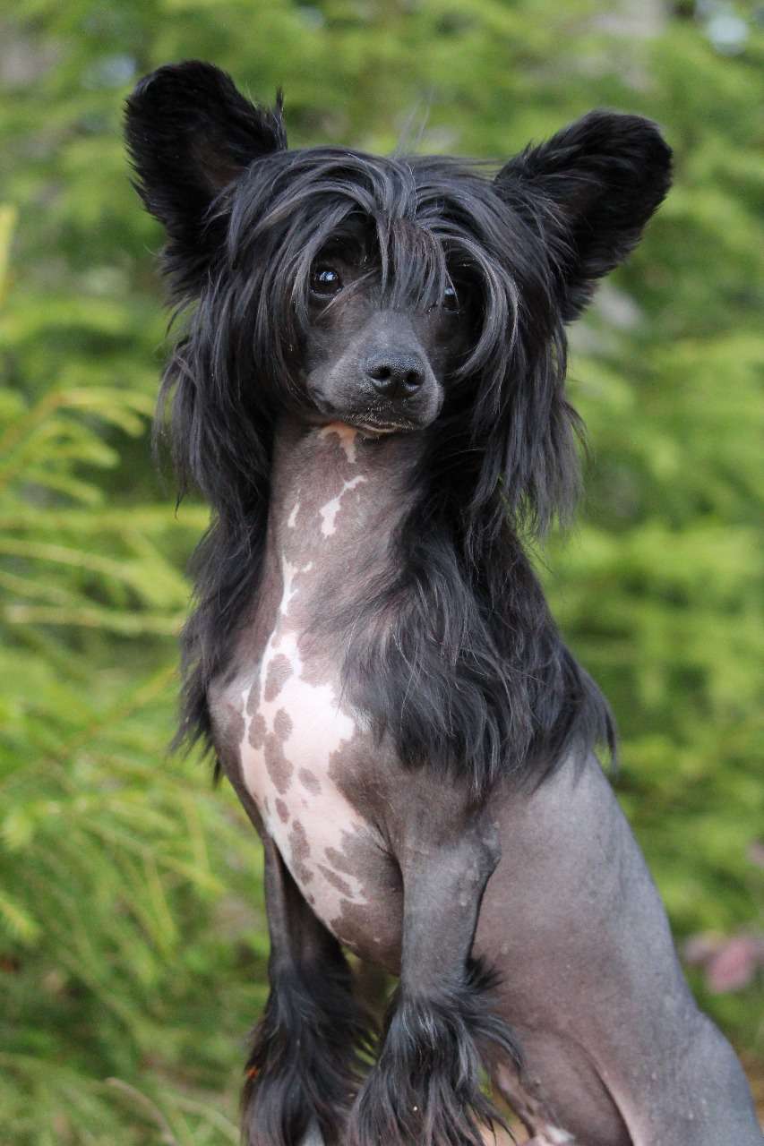 A little Pongo vom Bayrischen Meer