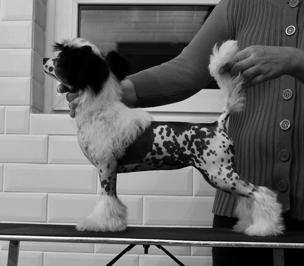 Etno Spirit Sensation