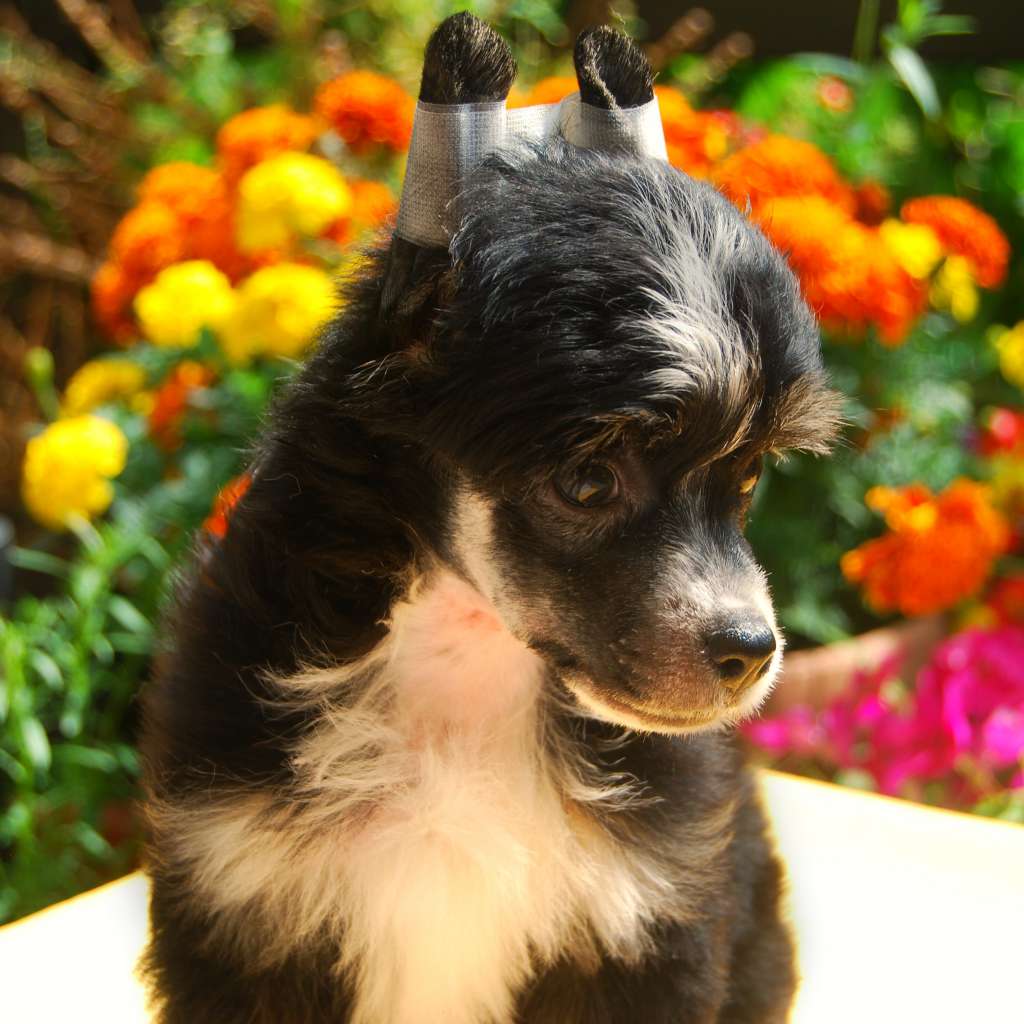 Night Fall Juna Dogs FCI