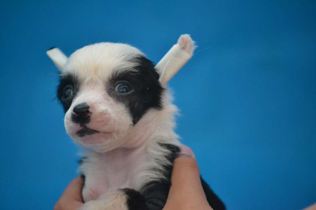 Ketrin Kristol Zlata