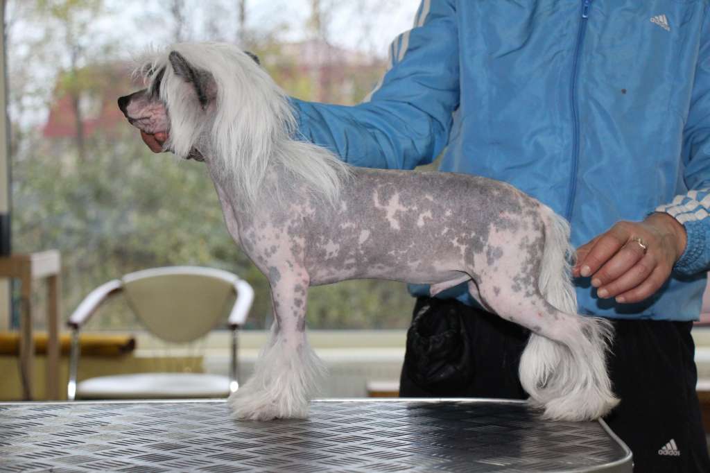 Bella Constanta Strike