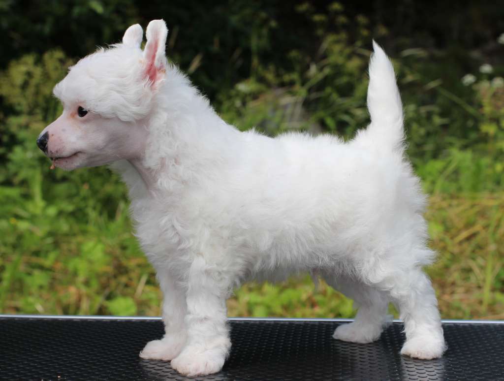 Artic Flyer's Relax I'm Here