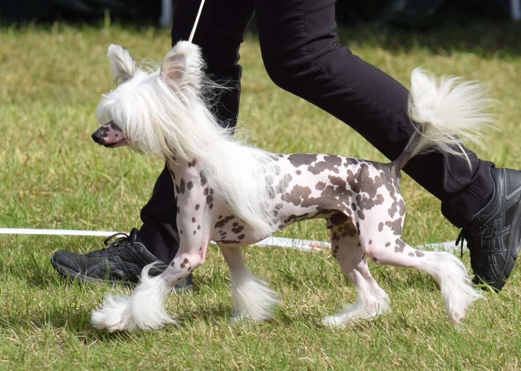 Artic Flyer's Remember Me