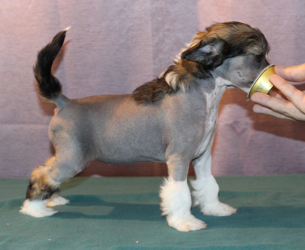 Artic Flyer's Royal Highness