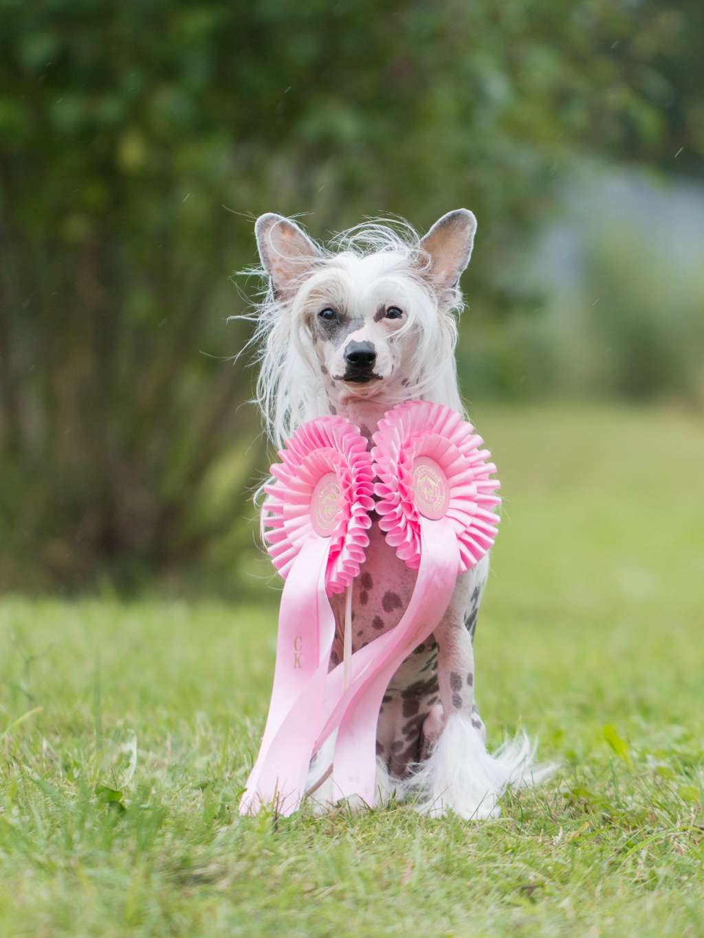 Artic Flyer's Ready Set Go