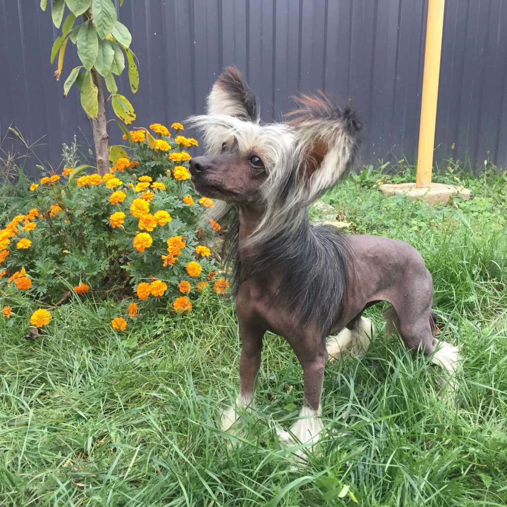 Endless Kiss Golden Lady Vivalen