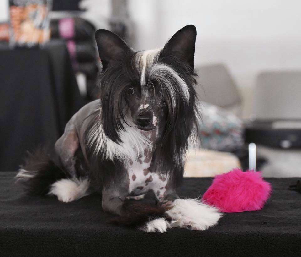 GCH CH Carrera's Heart of the Ocean